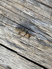 Phymatodes