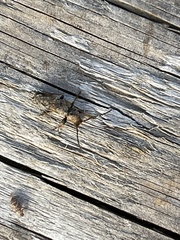 Phymatodes