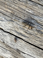 Phymatodes