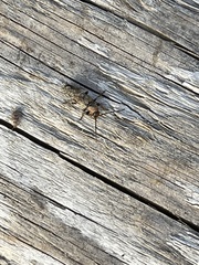 Phymatodes
