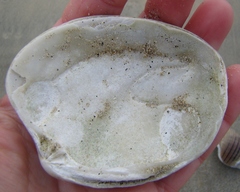 Venerupis largillierti