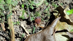 Pachyloides thorellii