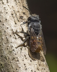 Megachile otomita image