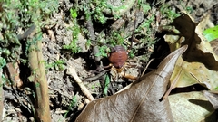 Pachyloides thorellii