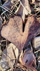 Bartheletia paradoxa