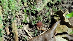 Pachyloides thorellii