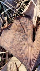 Bartheletia paradoxa