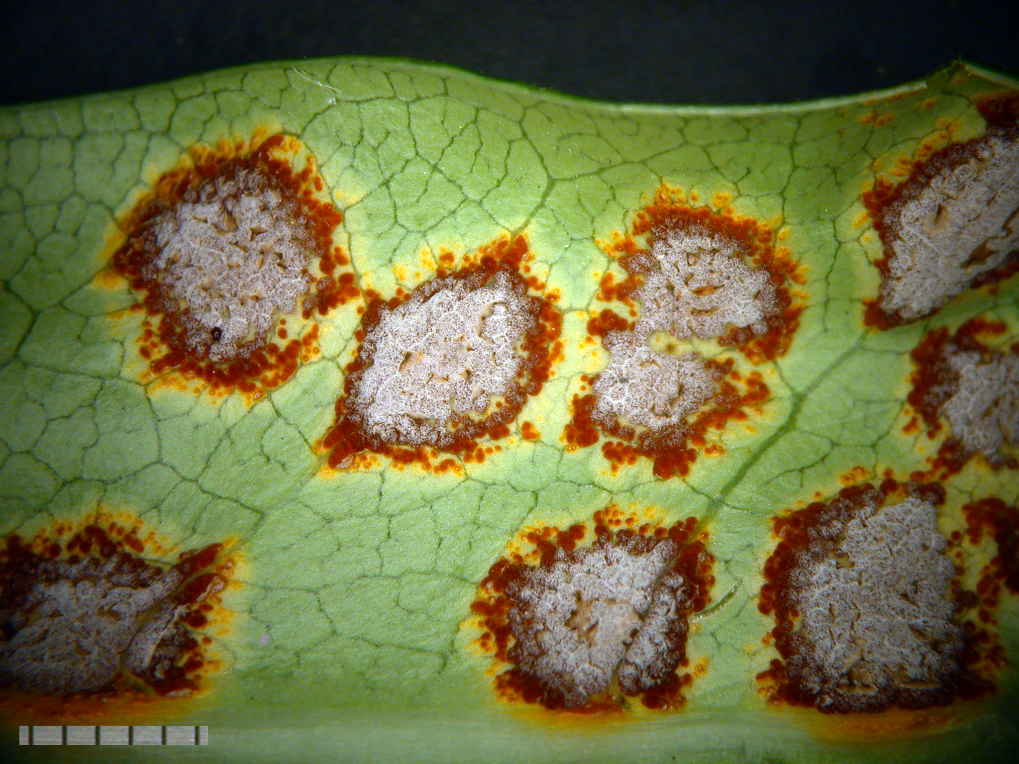 Puccinia coprosmae image