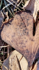 Bartheletia paradoxa