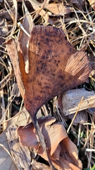 Bartheletia paradoxa