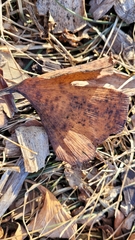 Bartheletia paradoxa