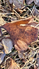 Bartheletia paradoxa