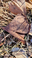 Bartheletia paradoxa