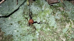 Pachyloides thorellii
