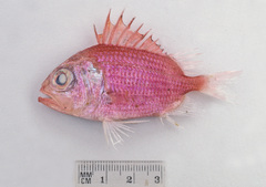 Ostichthys japonicus
