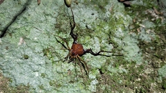 Pachyloides thorellii