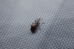 Neocyba metrosideros