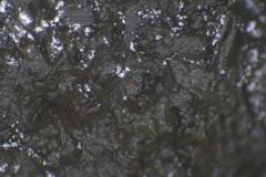 Podospora excentrica