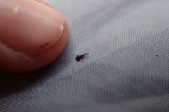 Neocyba metrosideros