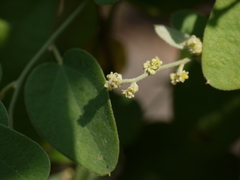 Cocculus hirsutus