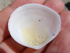 Pseudarcopagia disculus