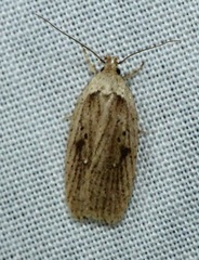 Agonopterix yeatiana
