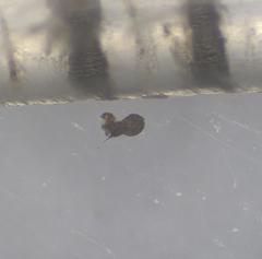 Podospora excentrica