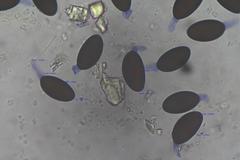 Podospora excentrica