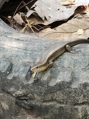 Eutropis multifasciata