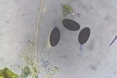 Podospora excentrica