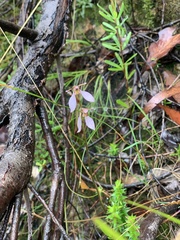 Eriochilus
