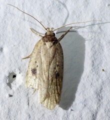 Agonopterix subpropinquella