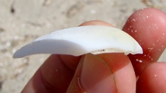 Pseudarcopagia disculus