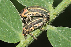 Eudiagogus maryae