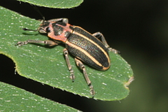 Eudiagogus maryae