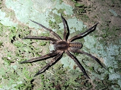 Guasuctenus longipes