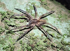 Guasuctenus longipes
