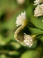 Lepidoptera