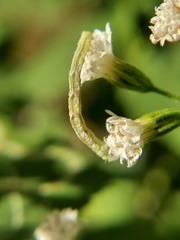 Lepidoptera