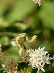 Lepidoptera