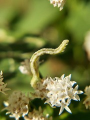 Lepidoptera