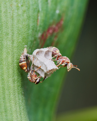 Ropalidia cyathiformis