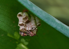 Ropalidia cyathiformis