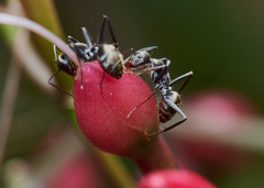 Camponotus parius