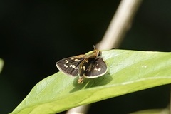 Polytremis lubricans