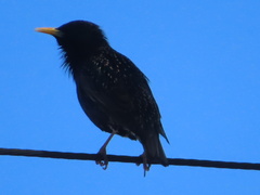 Sturnus vulgaris