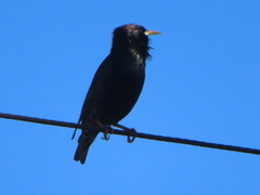 Sturnus vulgaris