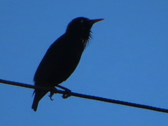 Sturnus vulgaris