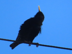 Sturnus vulgaris