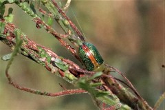 Calomela parilis